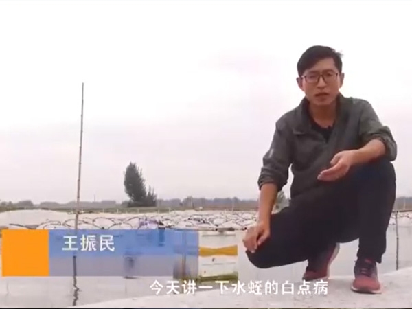 摇钱树娱乐(中国区)有限公司官网白点病产生涯法规及防治步骤