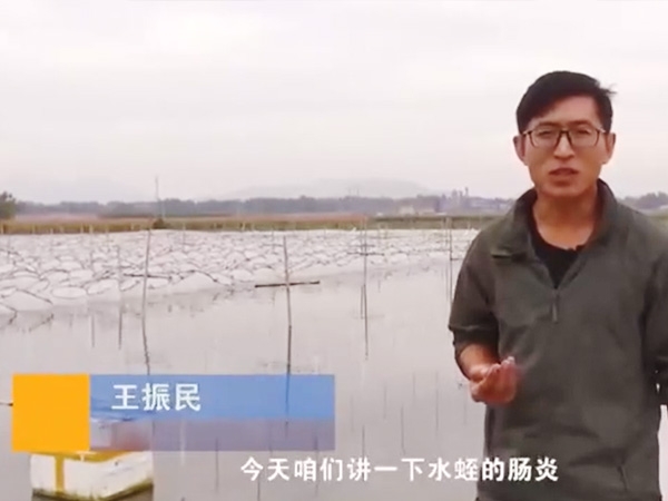摇钱树娱乐(中国区)有限公司官网胀气型肠炎产生法规及防治步骤