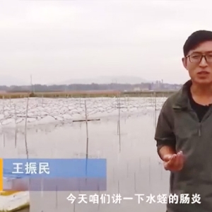 摇钱树娱乐(中国区)有限公司官网胀气型肠炎产生法规及防治步骤